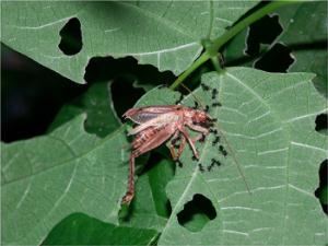 Ameisen der Gattung Crematogaster