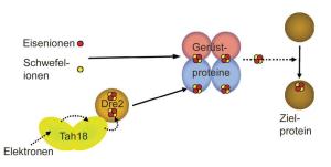 Neuer Biosynthese-Mechanismus