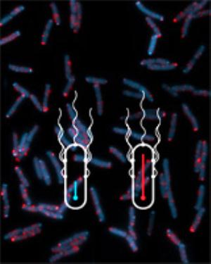 Escherichia coli-Bakterien