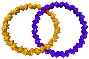 DNA Catenan DNA Catenan