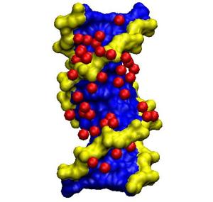 DNA mit Wasser