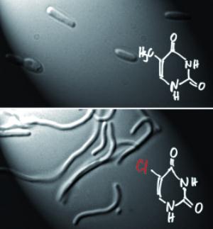 E. coli mit 5-Chloruracil