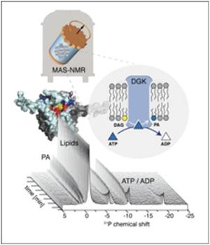 Diacylglycerinkinase bei der Arbeit