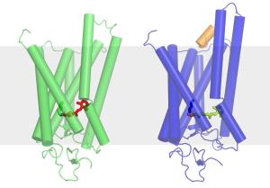 Rhodopsin Rhodopsin