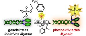 Photoaktiviertes Myosin