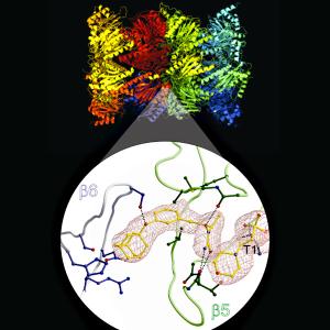 Hydroxyharnstoff-Derivat blockiert das Proteasom