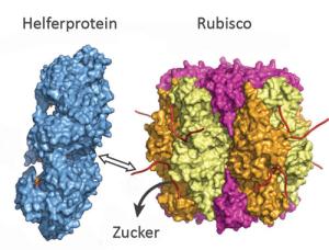 Rubisco Activase