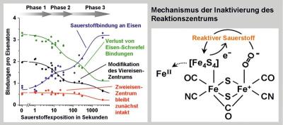 Hydrogenase-Inaktivierung