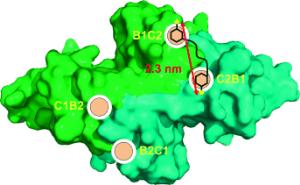 Multivalente Protein-Ligand-Interaktionen