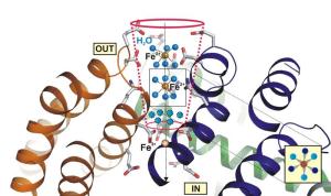 Molekulare Struktur des Enzyms N-Acyl-Aminosäure-Hydrolase (AAH) Molekulare Struktur des Enzyms N-Acyl-Aminosäure-Hydrolase (AAH)