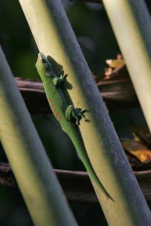 Van-der-Waals-Kräfte halten nicht nur den Gecko senkrecht