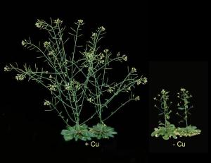 Kupfermangel: Arabidopsis thaliana