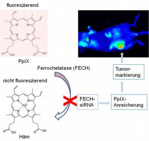 Leuchtende Tumore