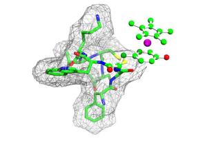 Metall-Peptid-Komplex