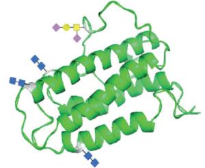 Erythropoietin