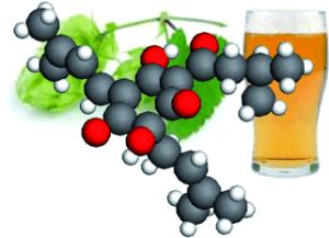 Hopfenbitterstoffe im Bier