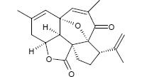 Intricaren Synthese