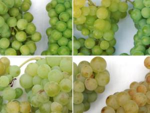 Aromastoffe in der Haut der Weintrauben