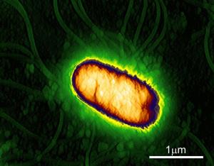 Bakterien Vitamin-Transporter