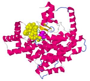 Citrat-Synthase Citrat-Synthase