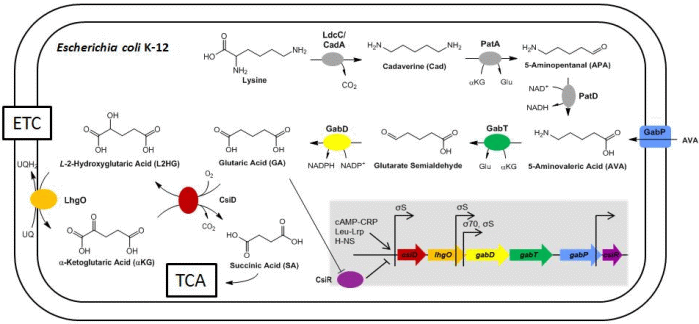 Lysin-Abbauweg im Bakterium Escherichia coli. Lysin-Abbau in E. coli