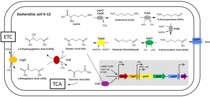 Lysin-Abbau in E. coli