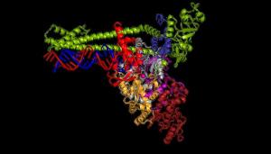 Polymerase des neuartigen Coronavirus